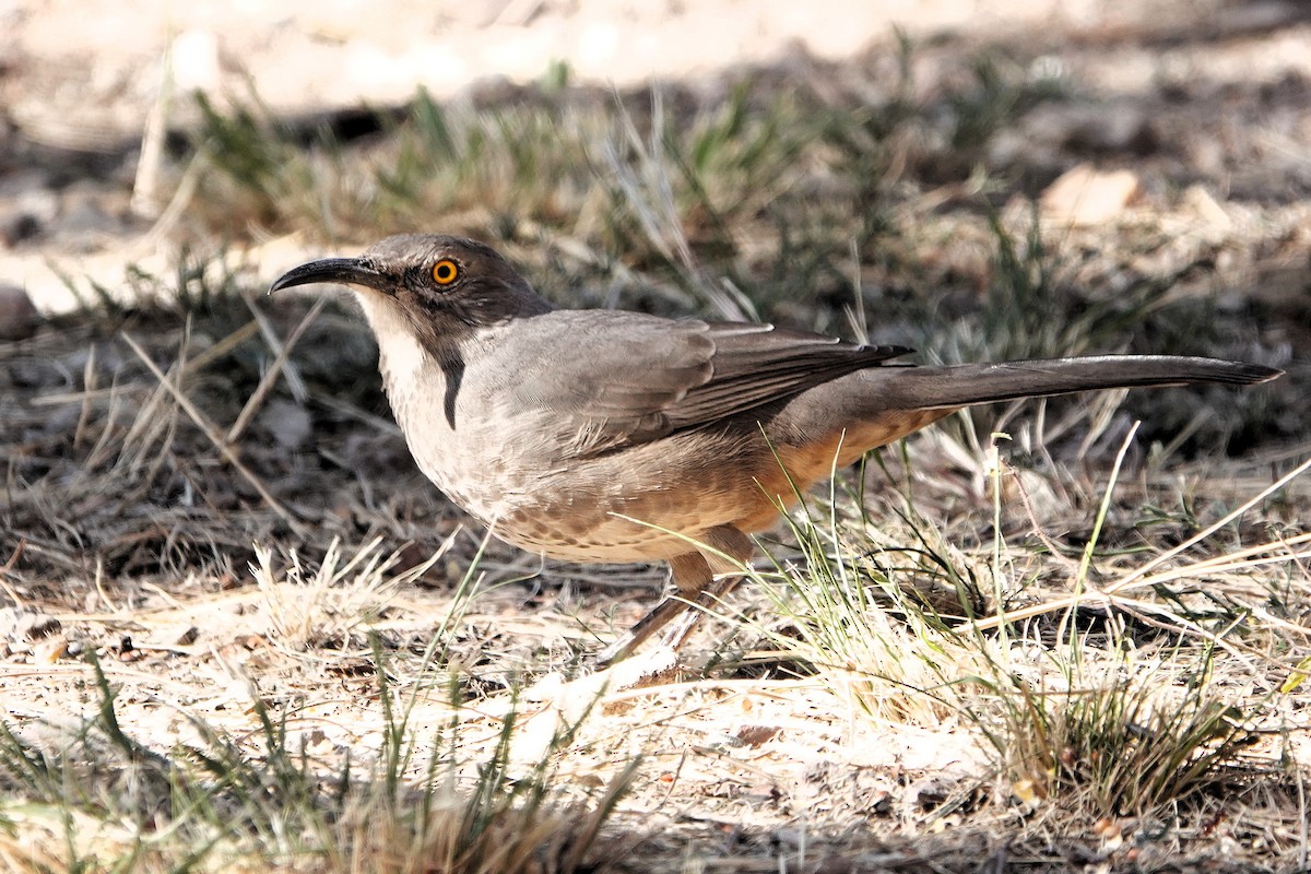 Curve-billed Thrasher - ML645326742