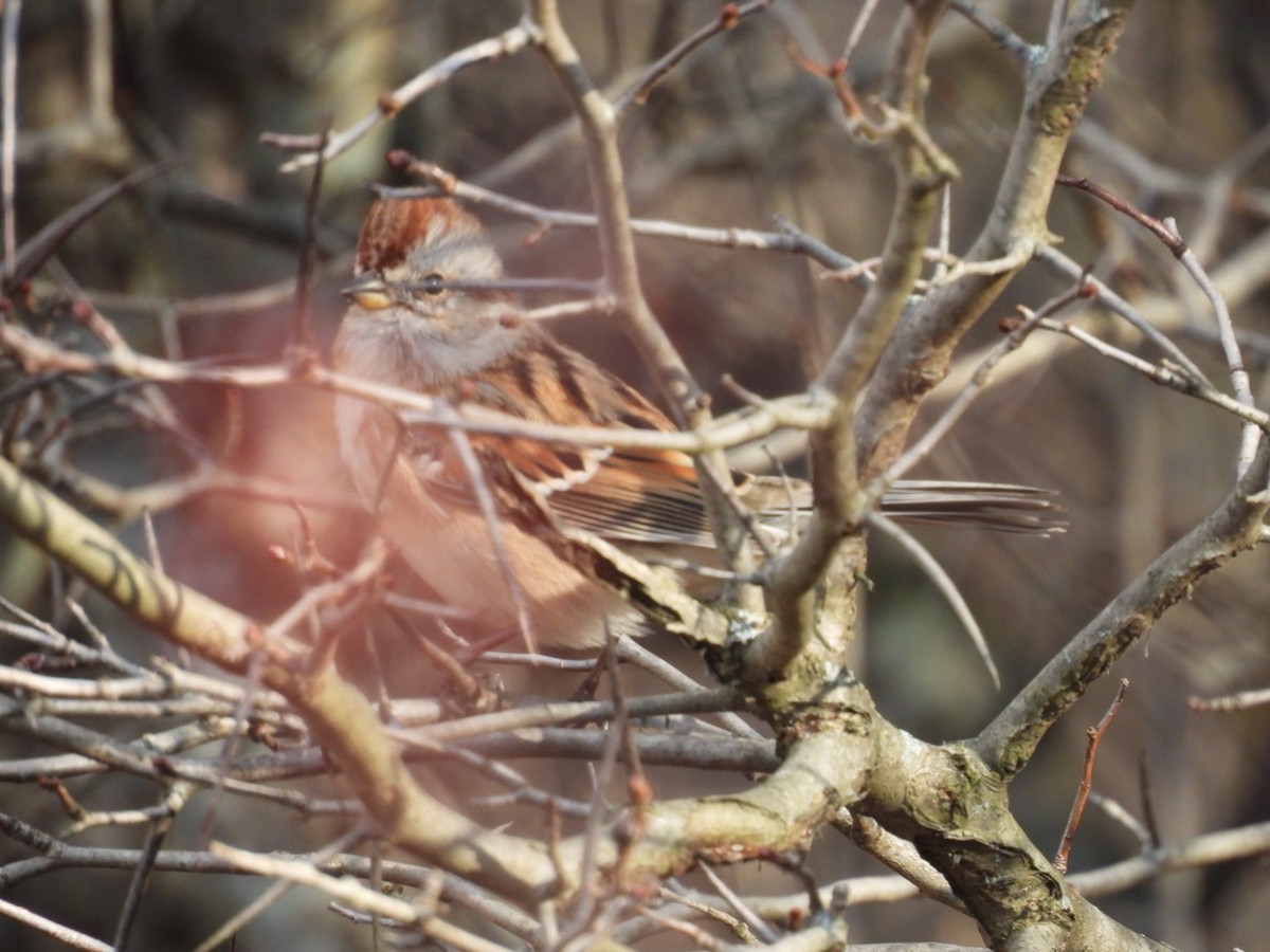 American Tree Sparrow - ML645326743