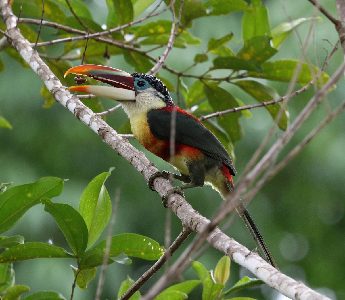 Curl-crested Aracari - ML645326745