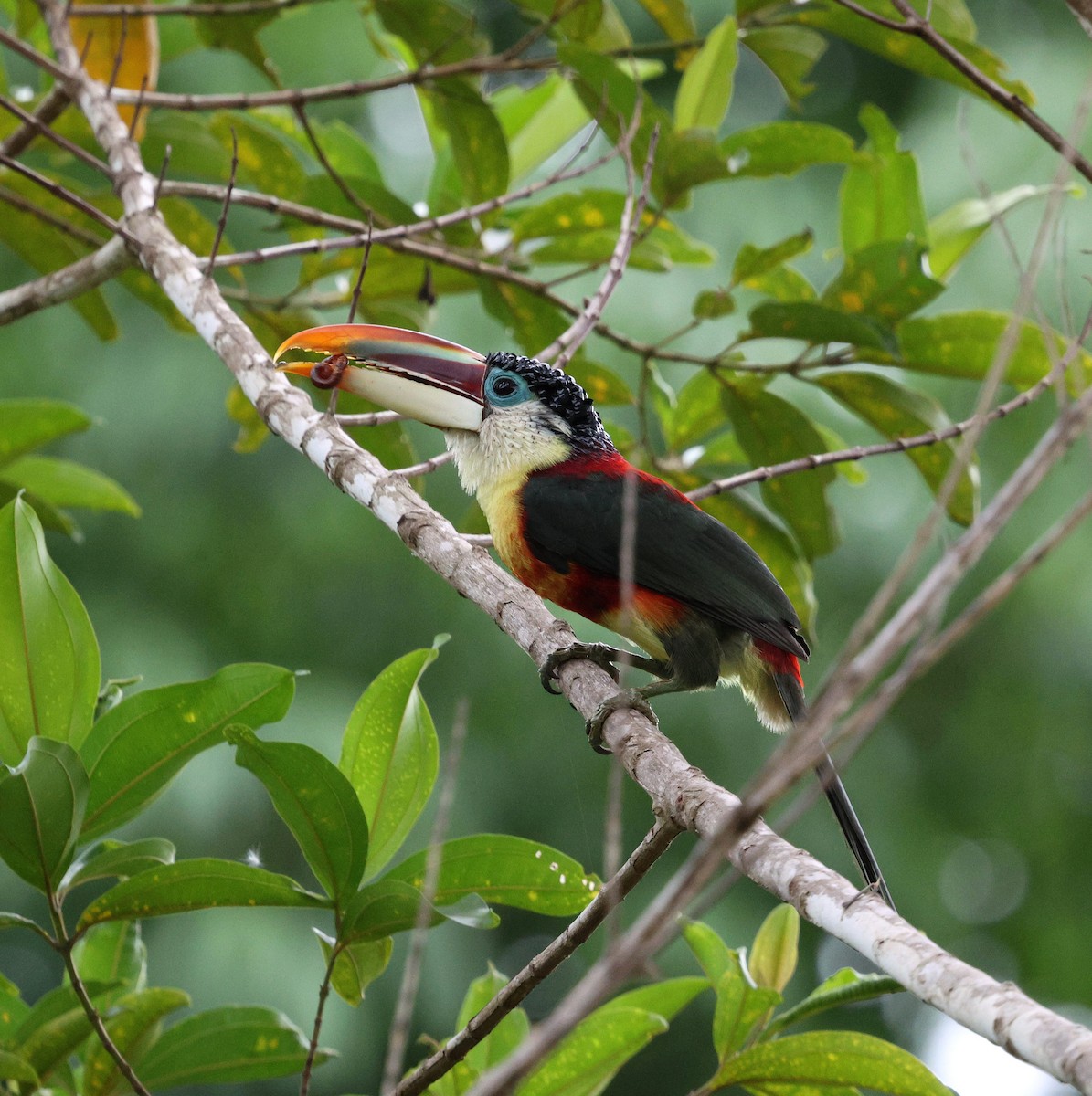 Curl-crested Aracari - ML645326746