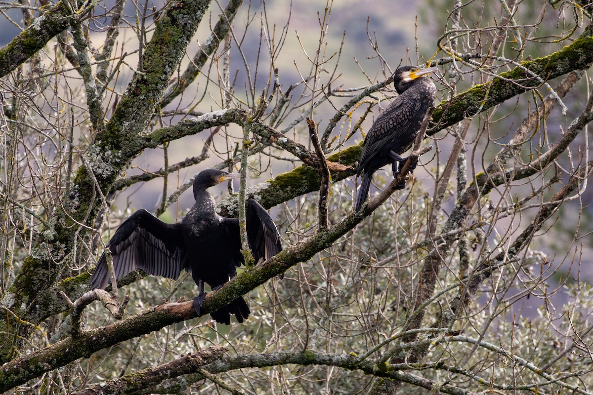 Great Cormorant - ML645326748