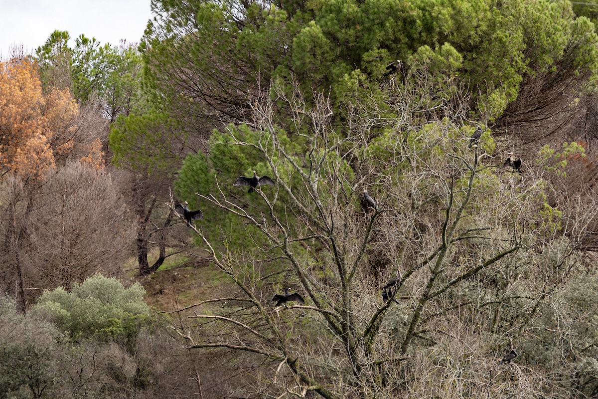 Great Cormorant - ML645326749