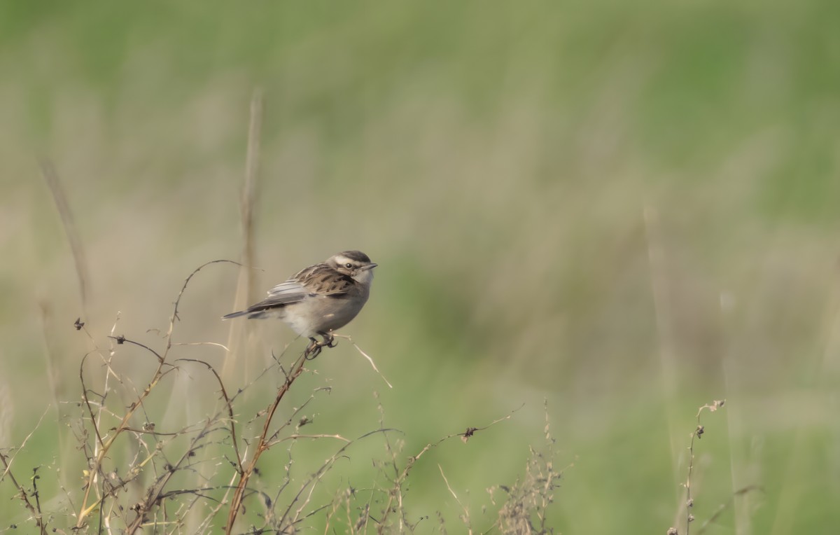 Whinchat - ML645326751