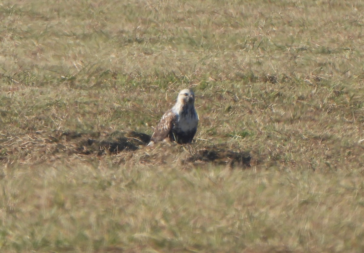 Rough-legged Hawk - ML645326752
