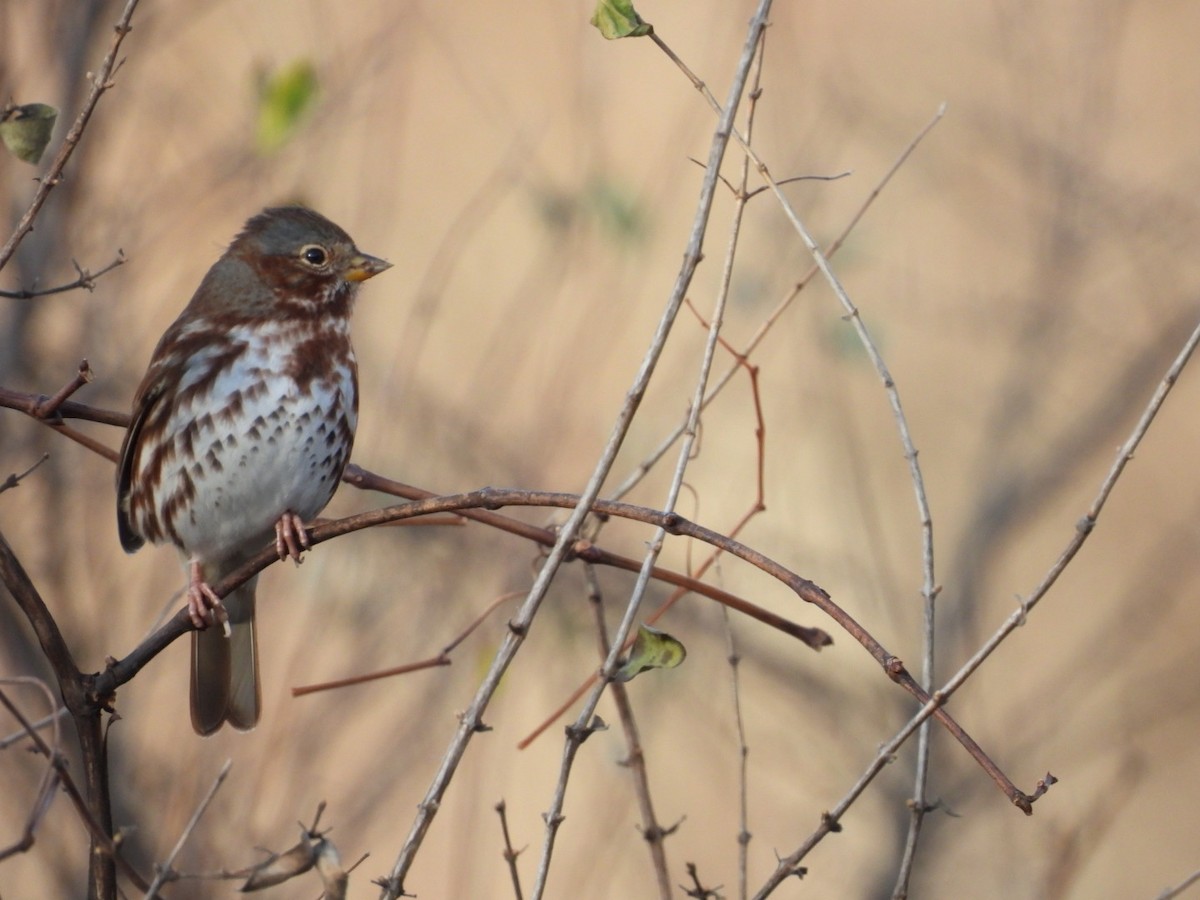 Fox Sparrow - ML645326753