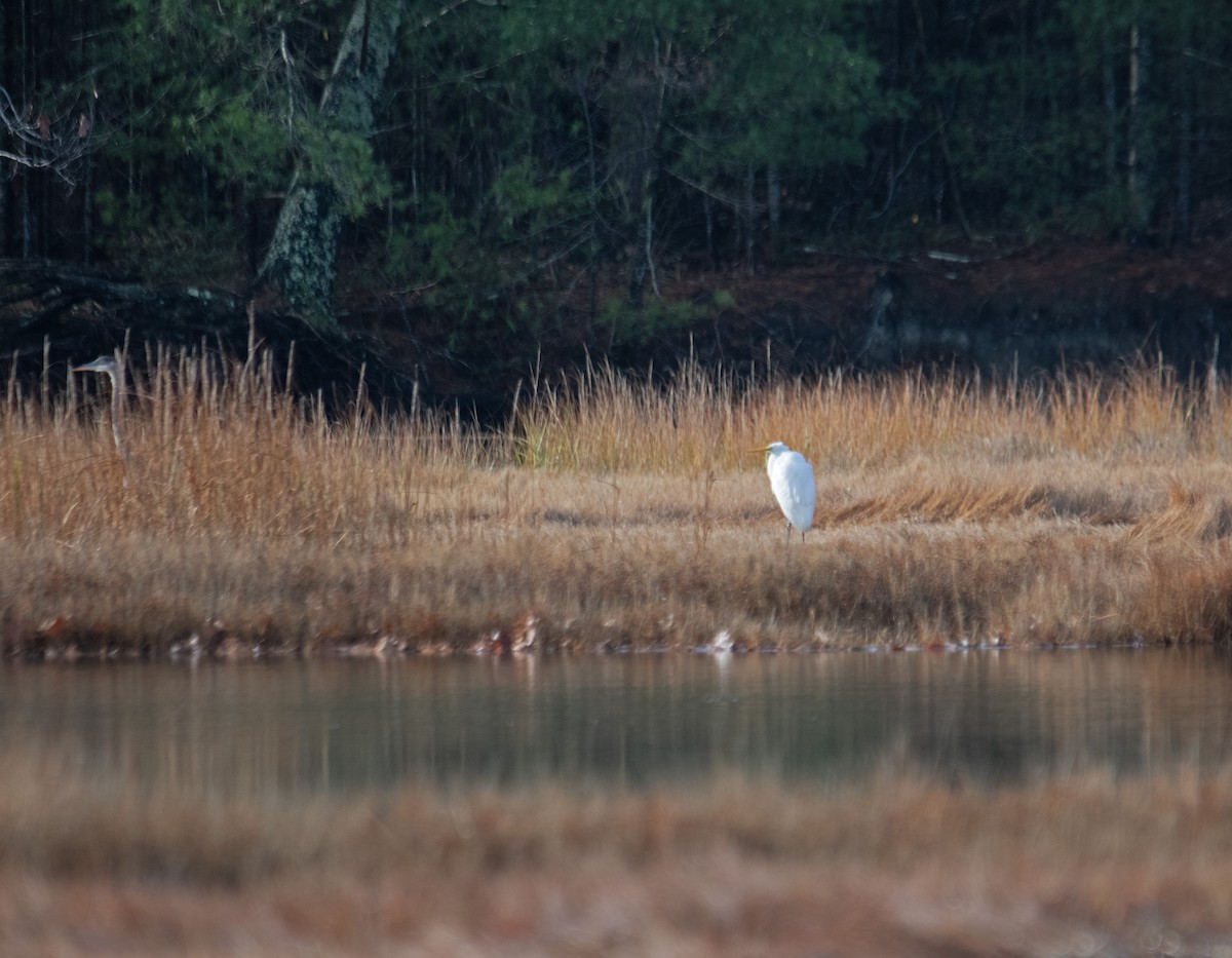 Garceta Grande - ML645326754