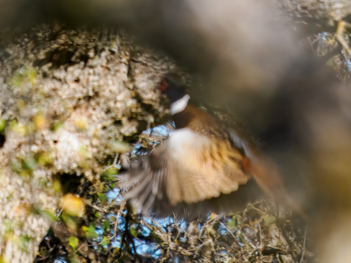 Ring-necked Pheasant - ML645326755