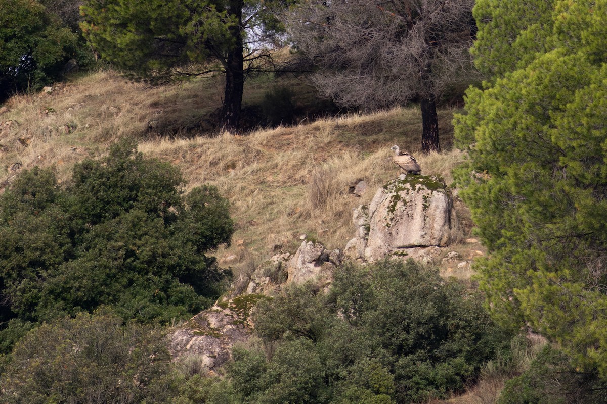 Eurasian Griffon - ML645326756