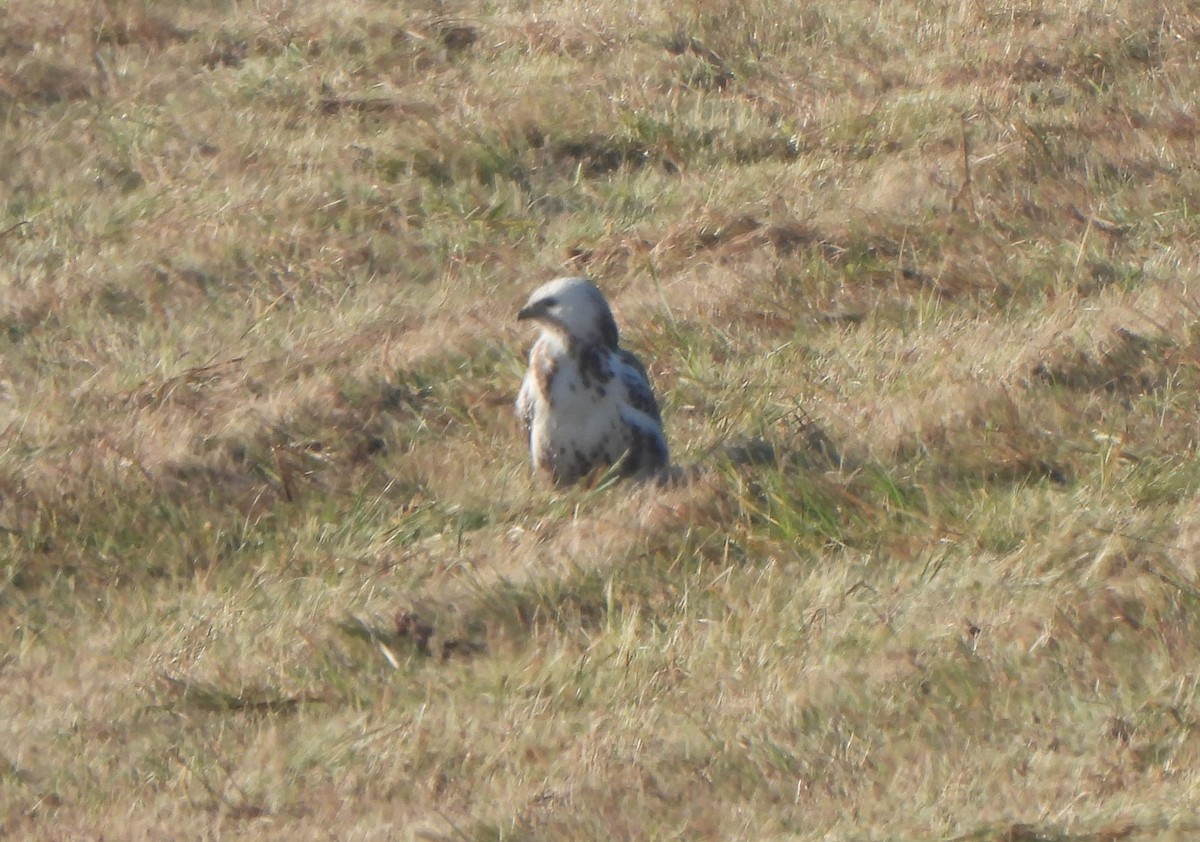 Common Buzzard - ML645326757