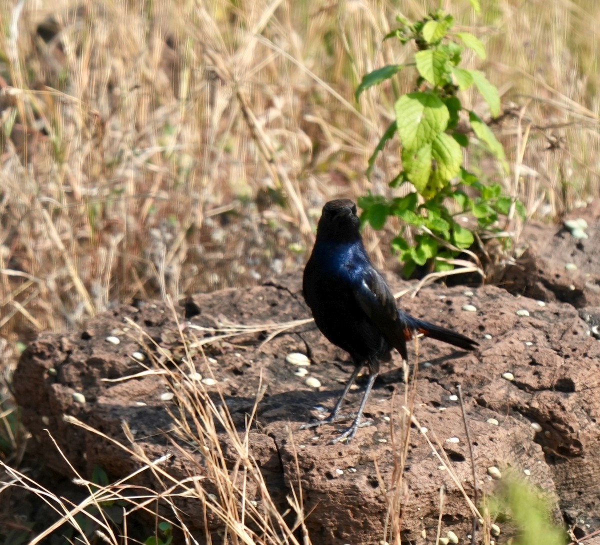 Indian Robin - ML645326758