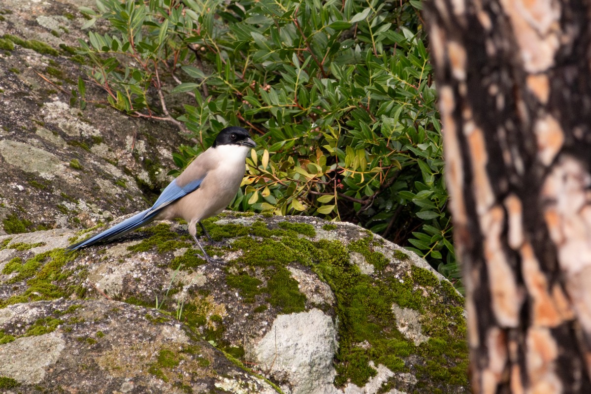 イベリアオナガ - ML645326762