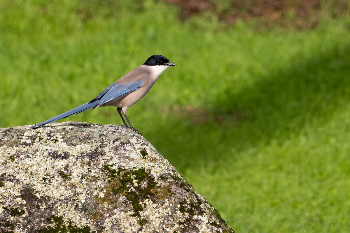 イベリアオナガ - ML645326763