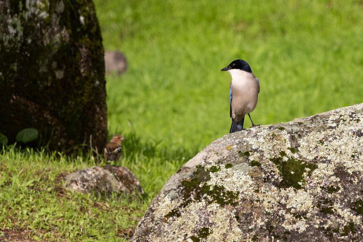 イベリアオナガ - ML645326764