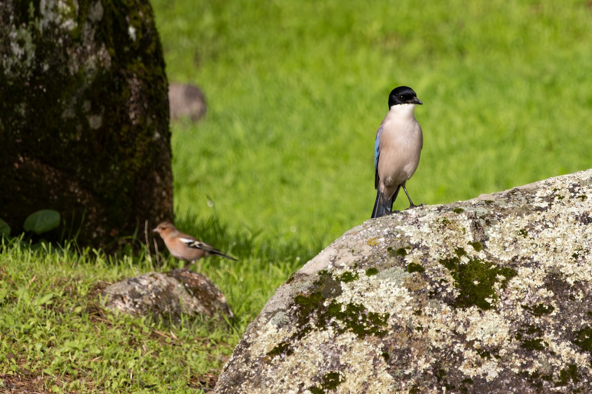 イベリアオナガ - ML645326765