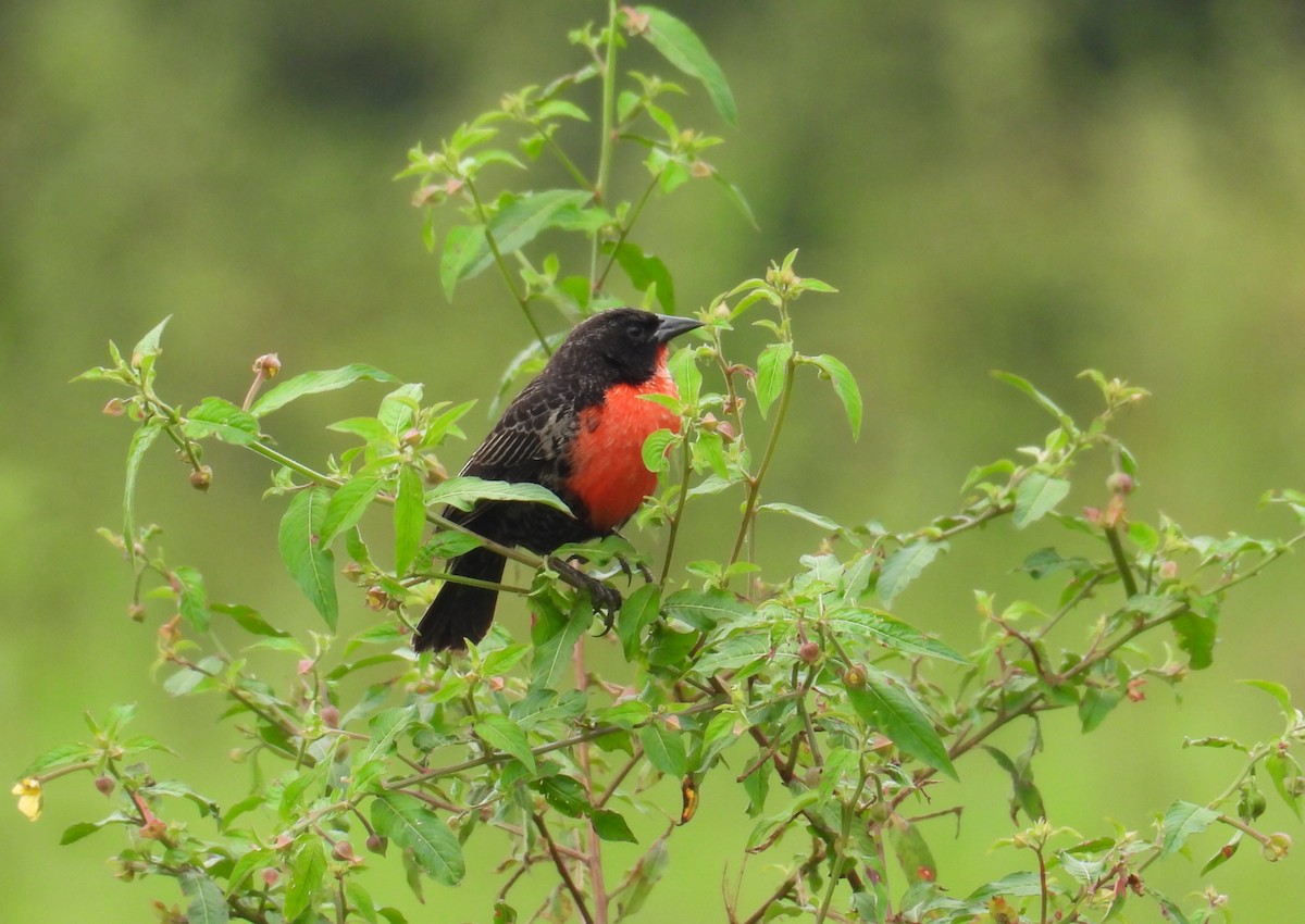 Red-breasted Meadowlark - ML645326768