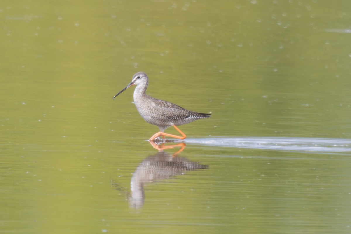 Spotted Redshank - ML645326769
