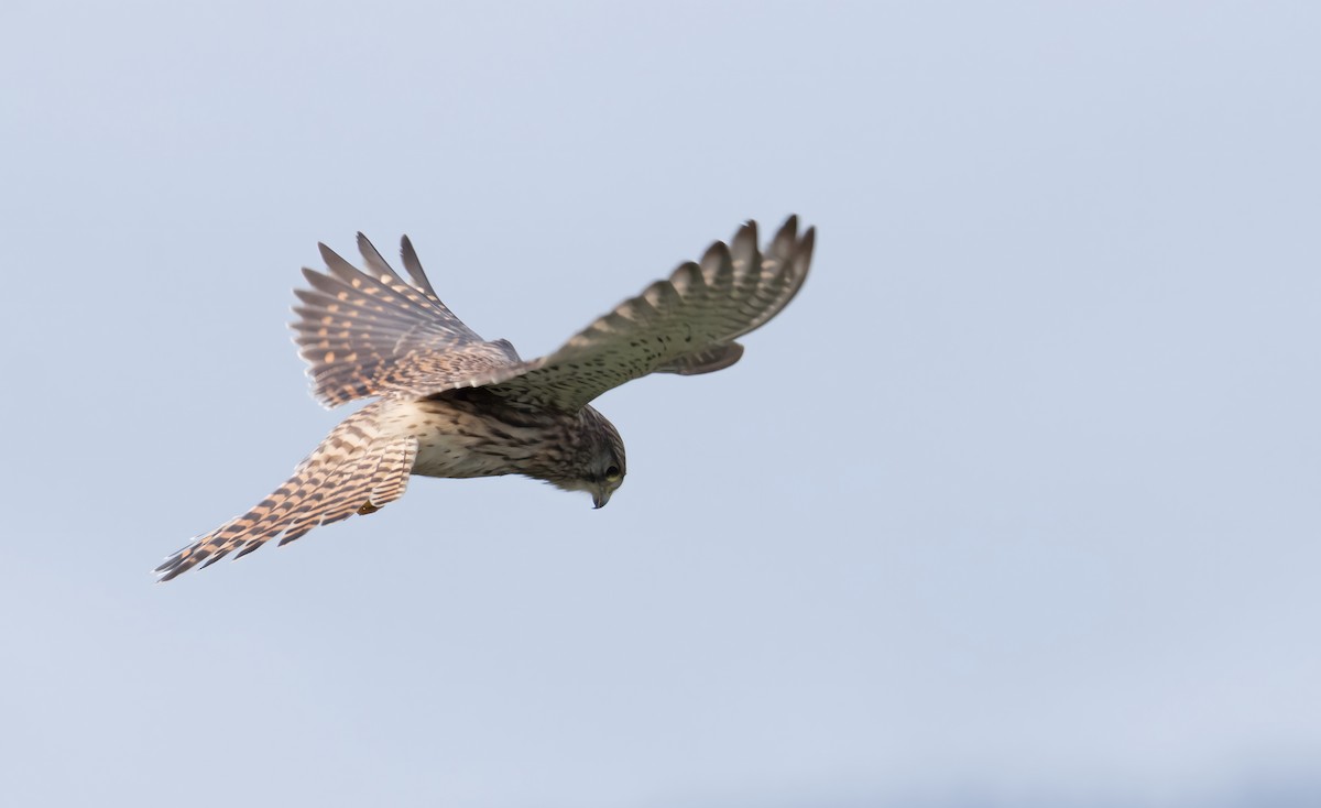 Начин шонхор - ML645326772