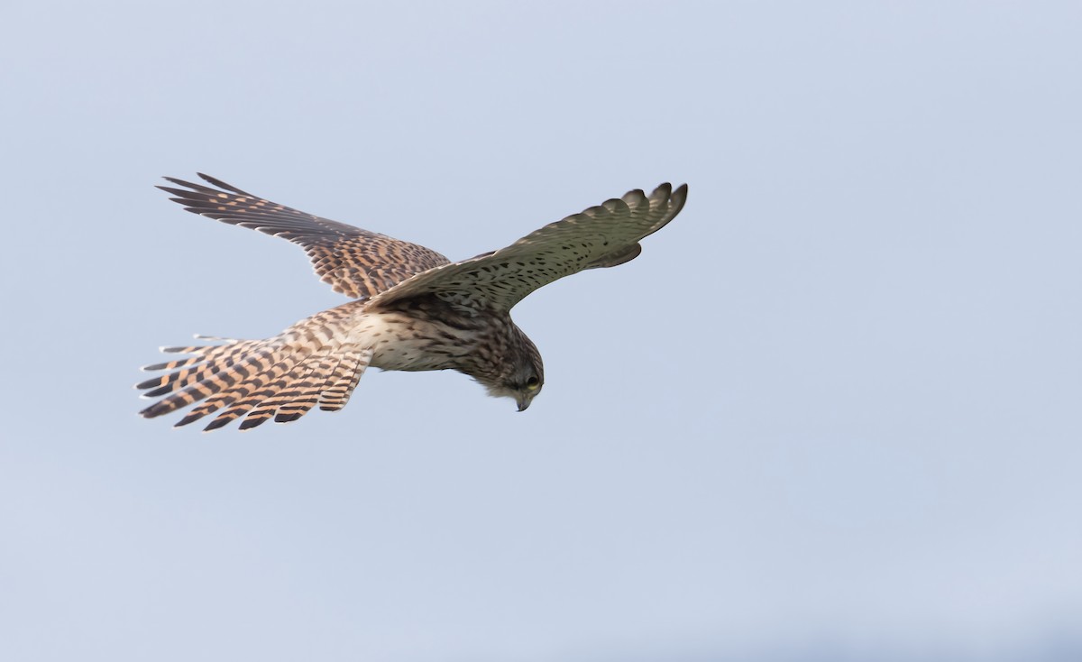 Начин шонхор - ML645326773