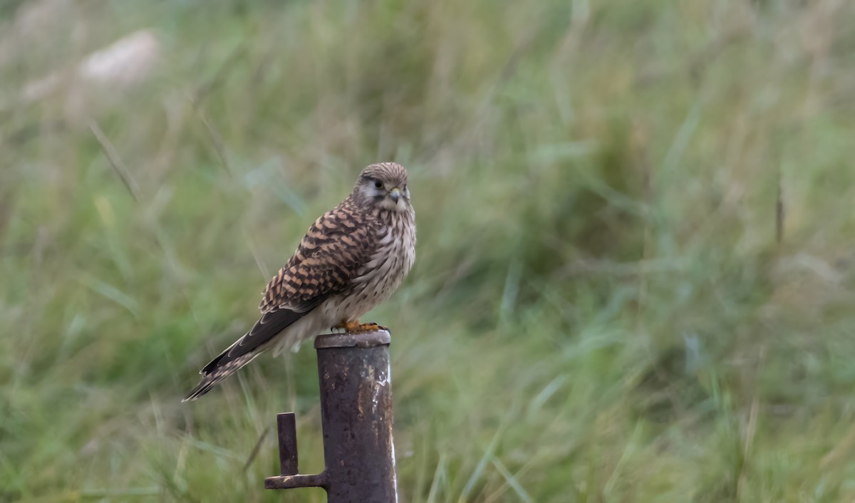 Начин шонхор - ML645326774