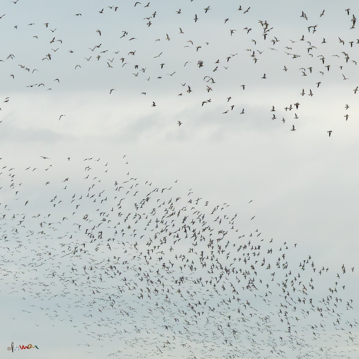 jespák rezavý - ML645326775