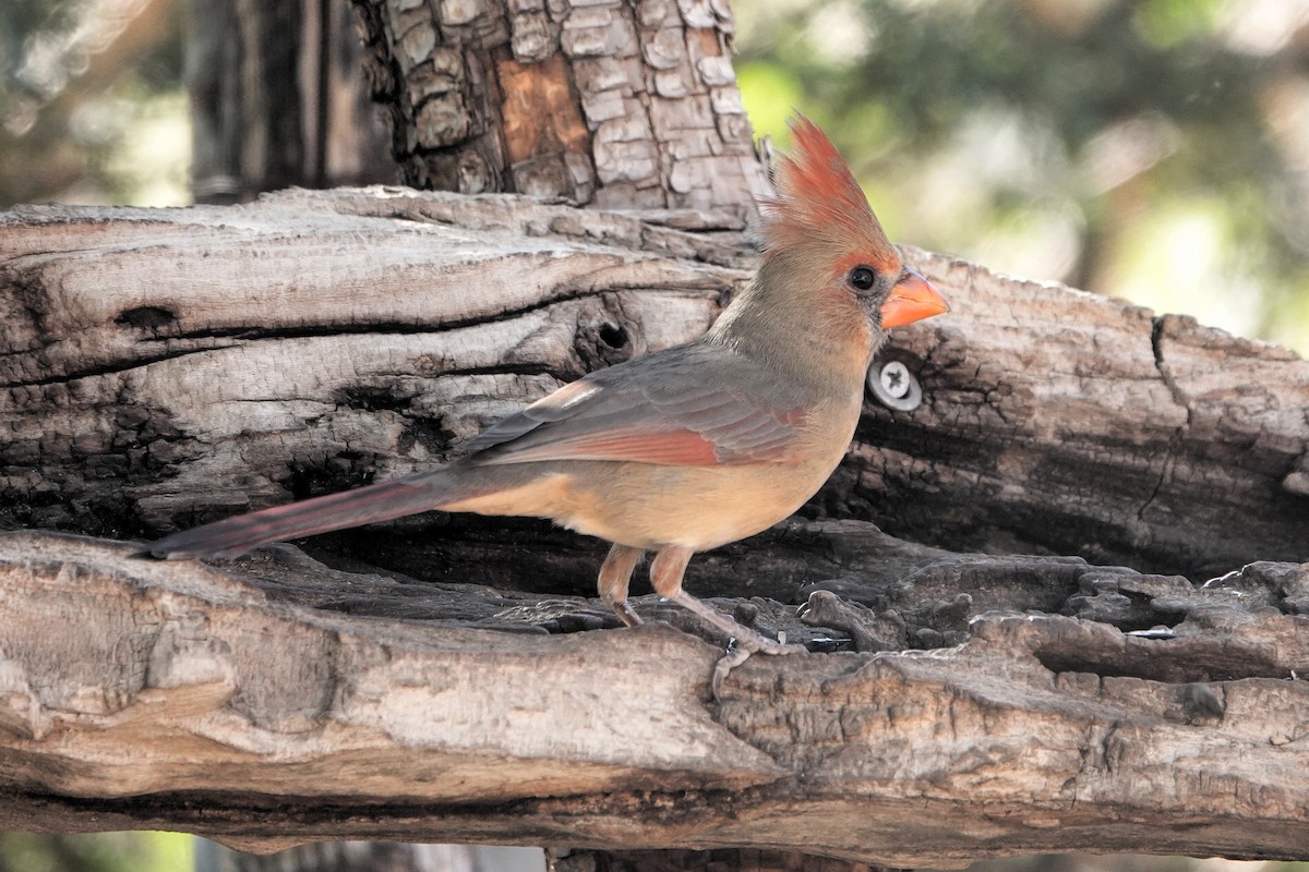 Northern Cardinal - ML645326778