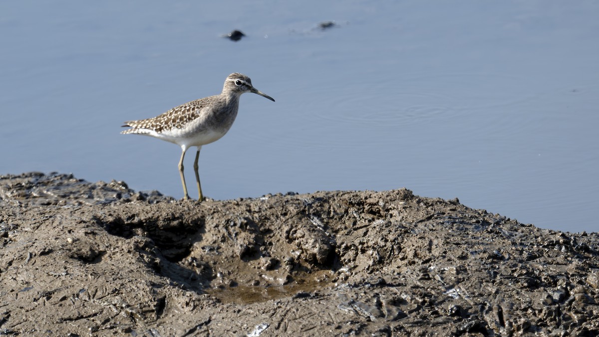 Wood Sandpiper - ML645326789