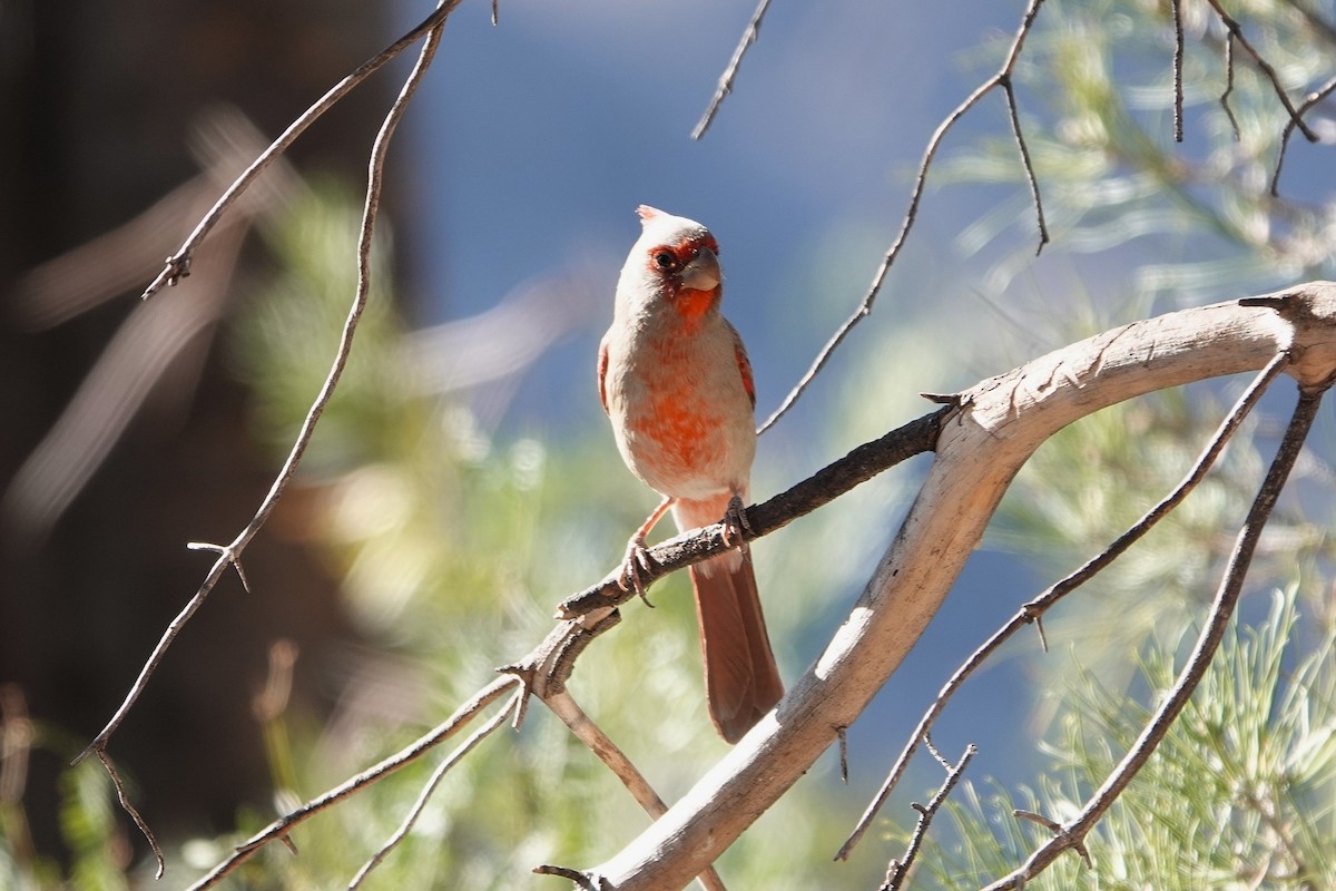 Pyrrhuloxia - ML645326792