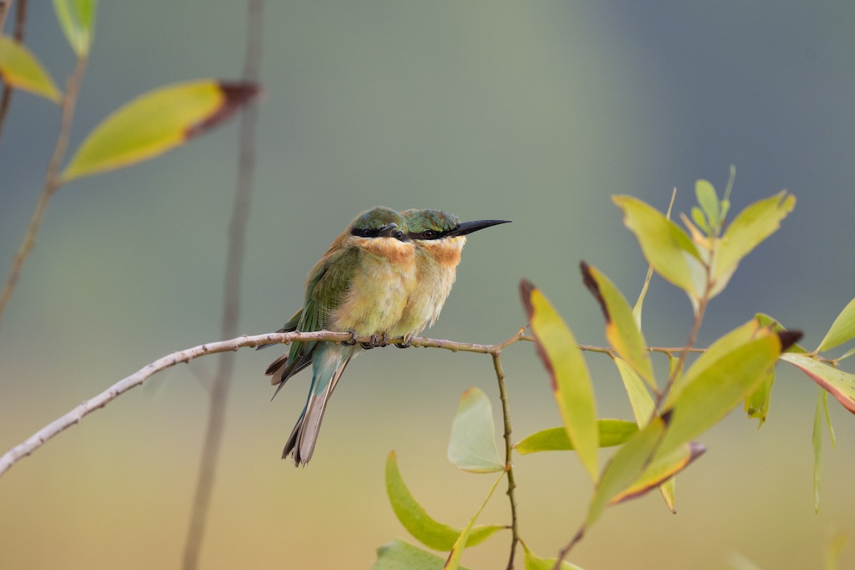 Blue-tailed Bee-eater - ML645326794