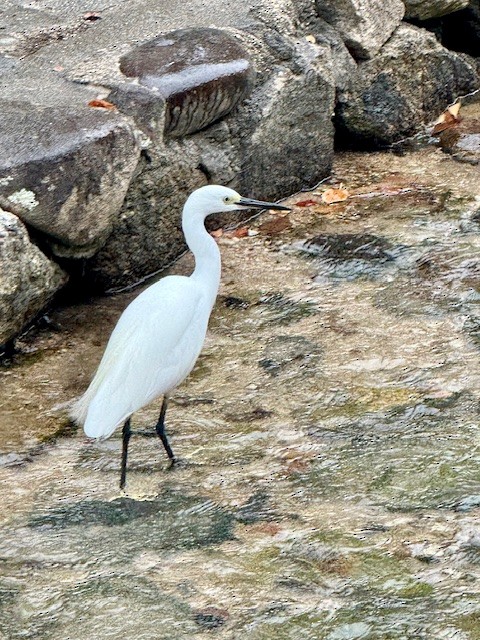 Snowy Egret - ML645326795