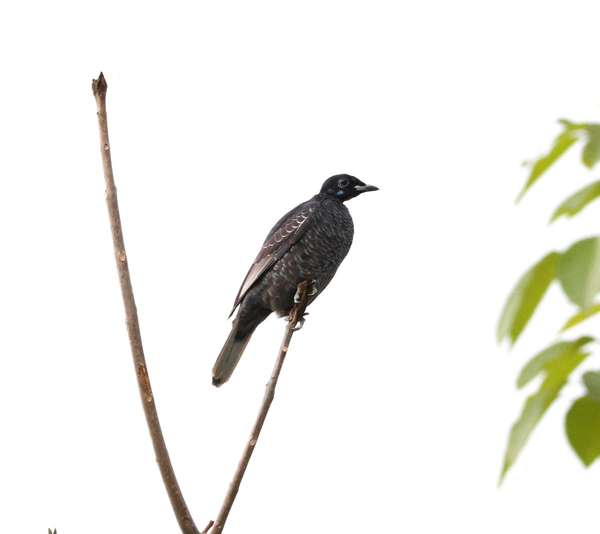 Bare-necked Fruitcrow - ML645326809