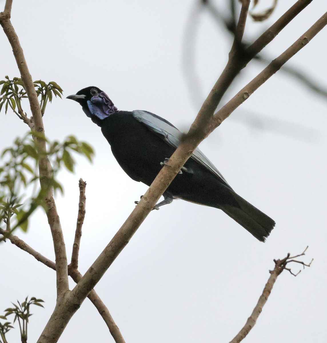 Bare-necked Fruitcrow - ML645326810