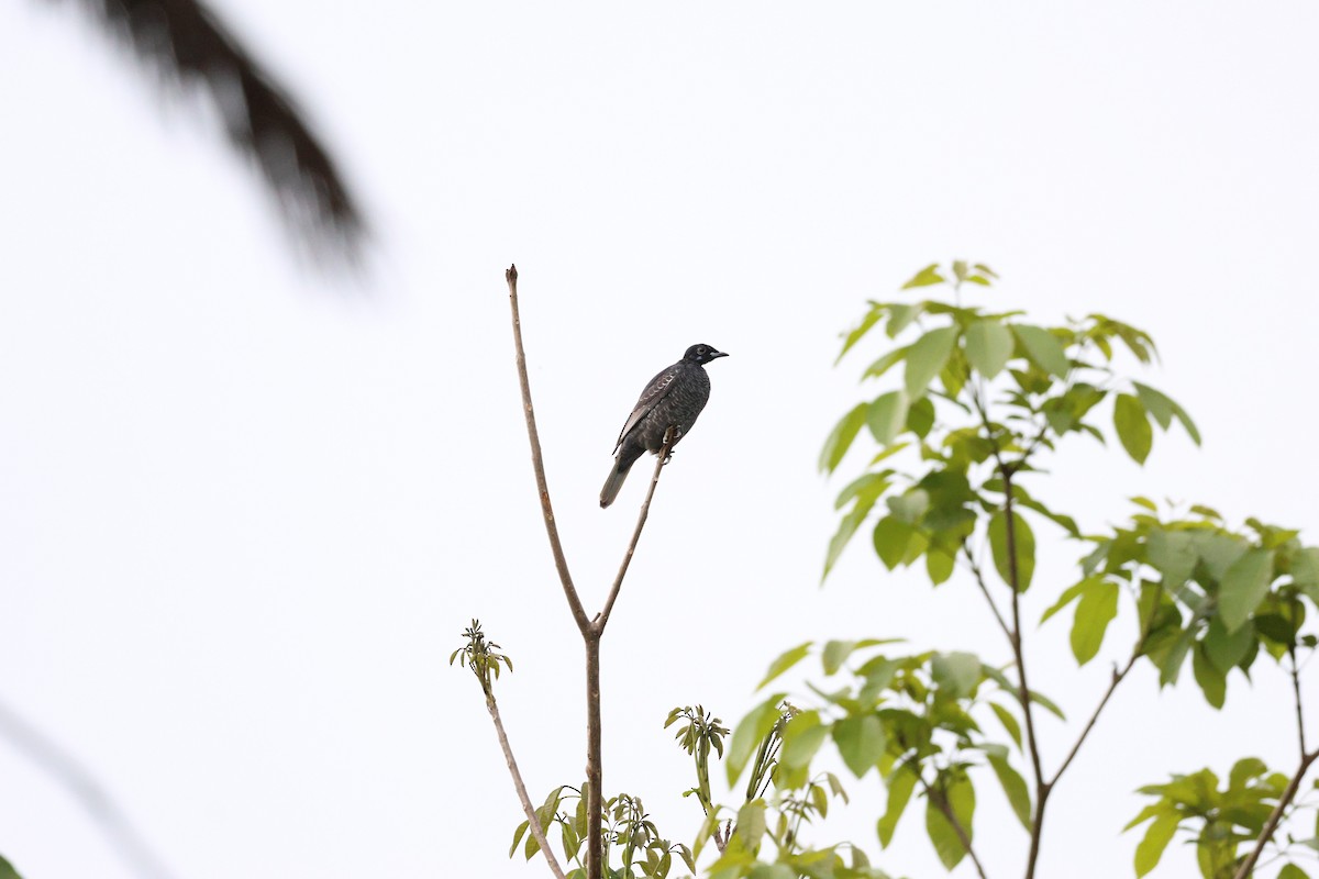 Bare-necked Fruitcrow - ML645326811