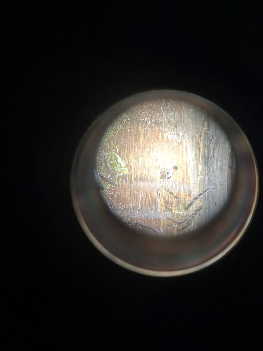 Eurasian Wigeon - ML645326812