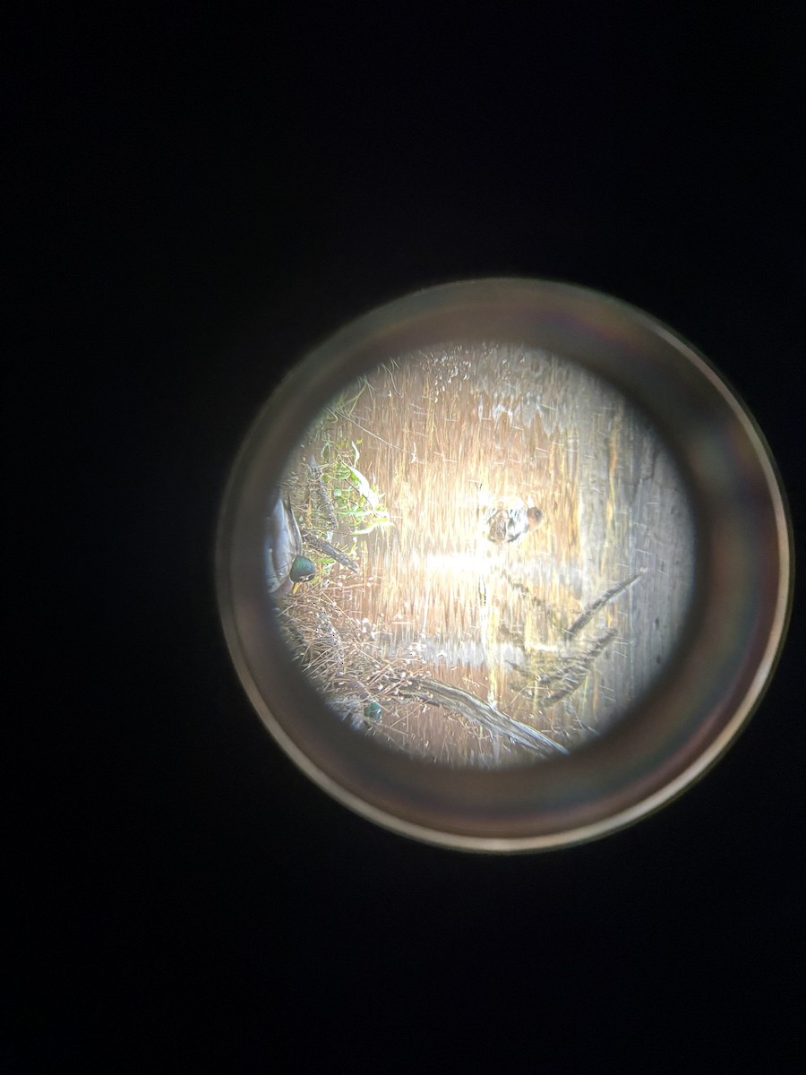 Eurasian Wigeon - ML645326813