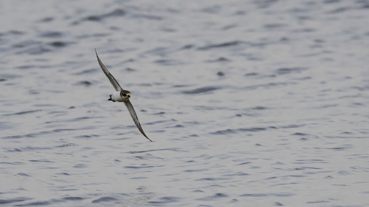 Siberian/Tibetan Sand-Plover - ML645326822