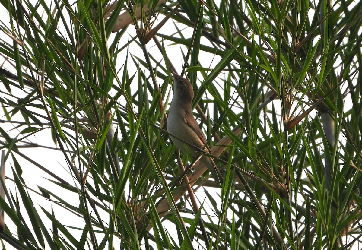 Lezkari zalapartaria - ML645326838