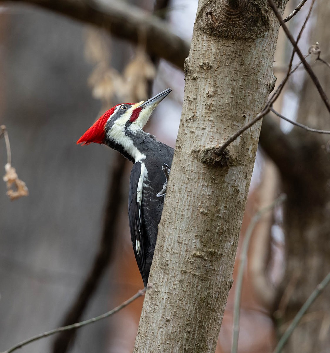 Pileated Woodpecker - ML645326844