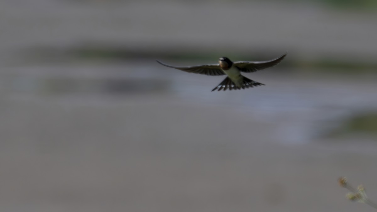 Ластівка сільська - ML645326858