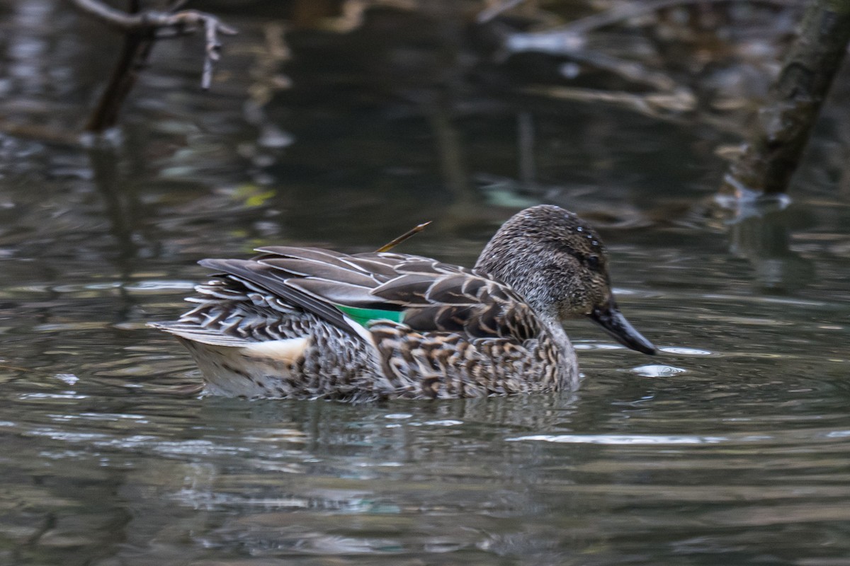 Green-winged Teal - ML645326859