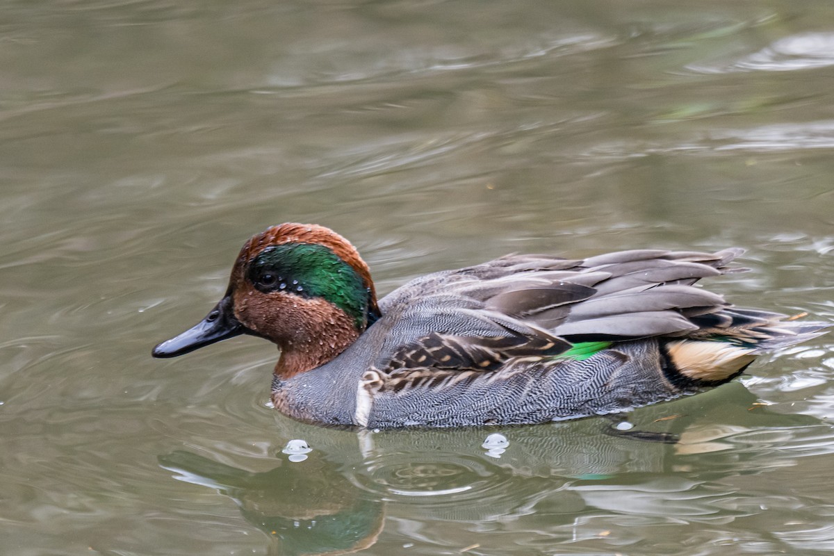 Green-winged Teal - ML645326861