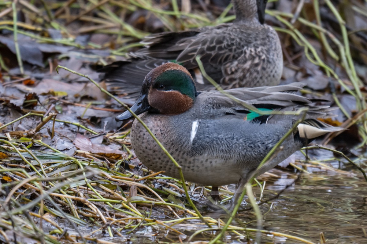 Green-winged Teal - ML645326862