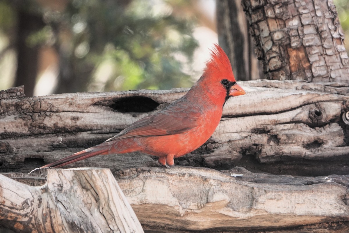 Northern Cardinal - ML645326872
