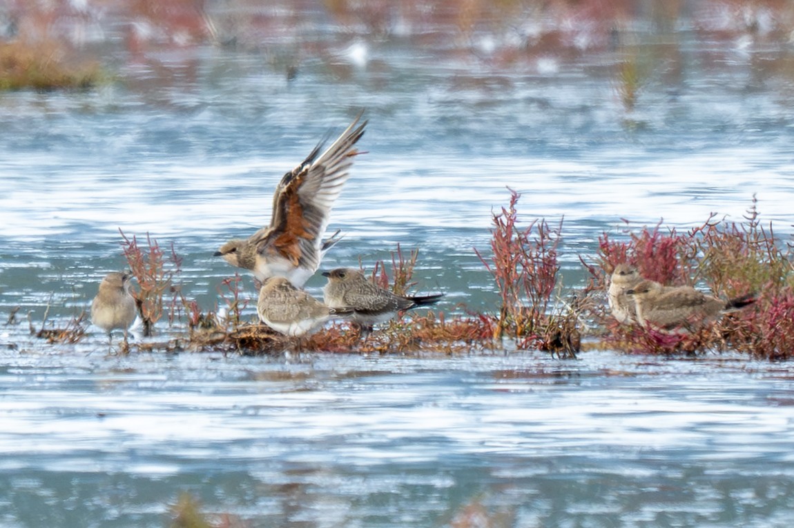 Collared Pratincole - ML645326890