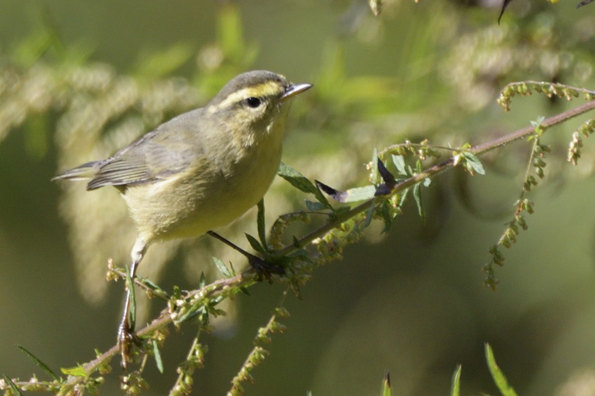 Tickell Çıvgını - ML645326894