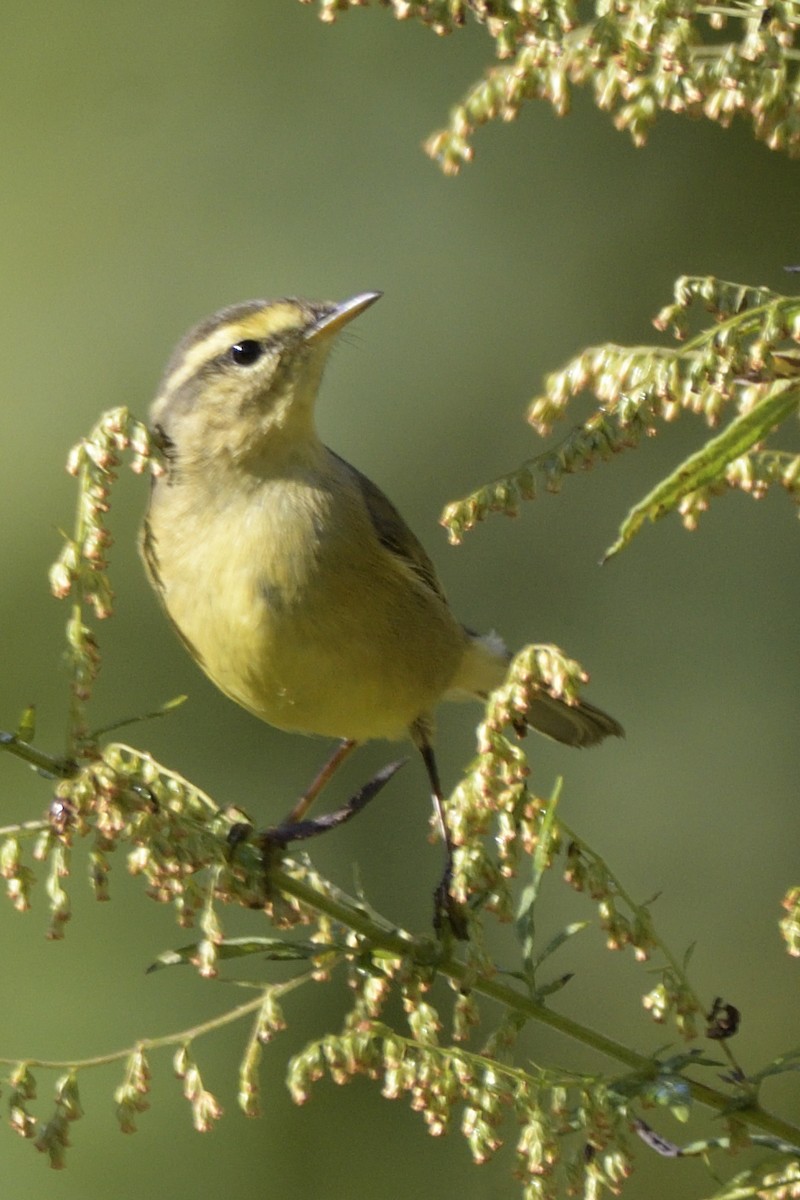 Tickell Çıvgını - ML645326895