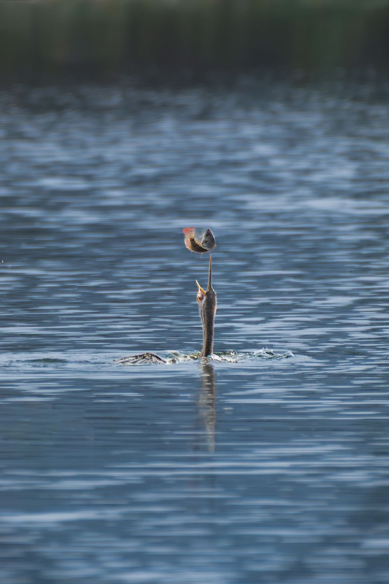 Oriental Darter - ML645326896