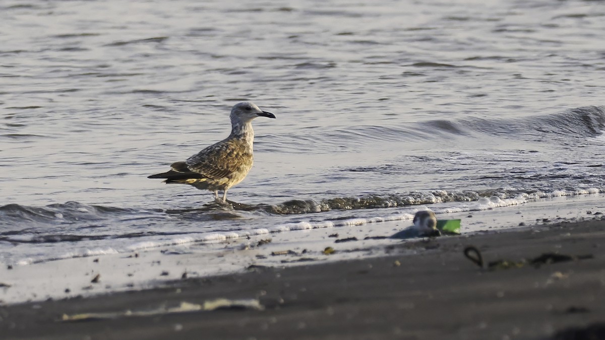 Мартиновий sp. - ML645326897