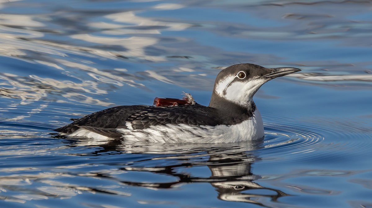 Common Murre - ML645326898
