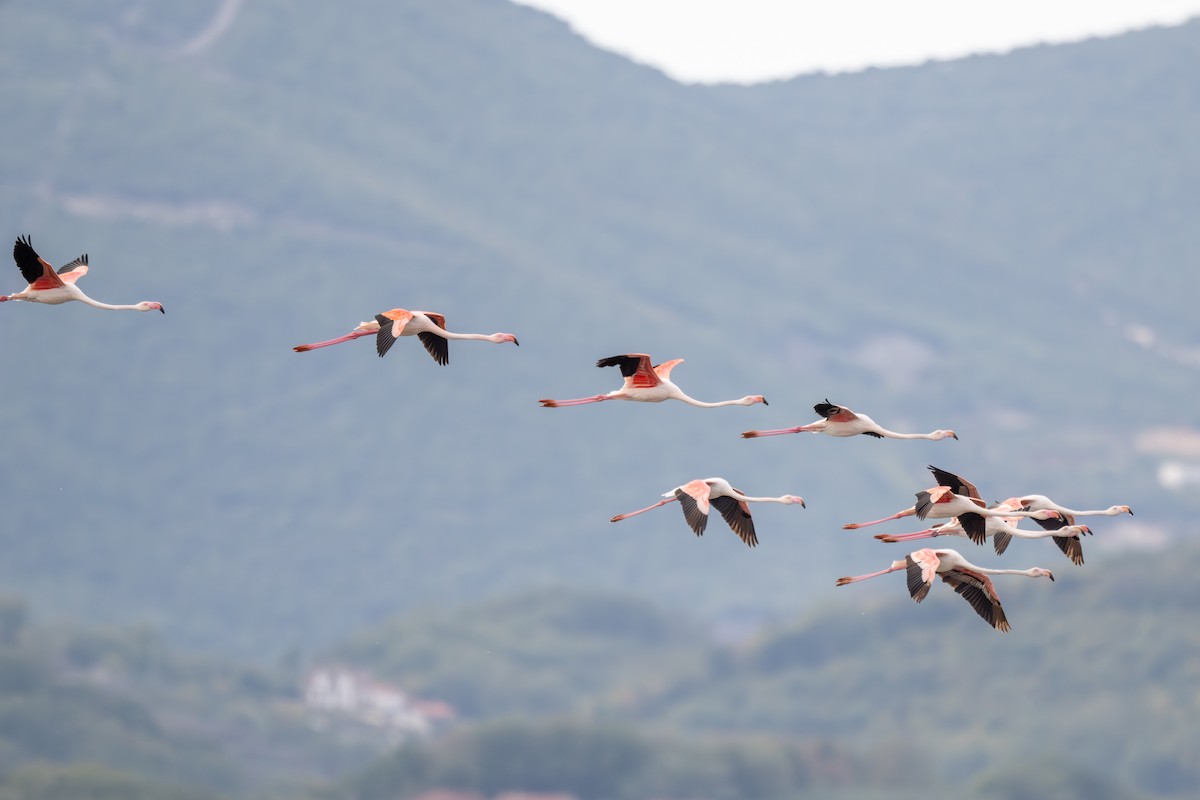 Greater Flamingo - ML645326901