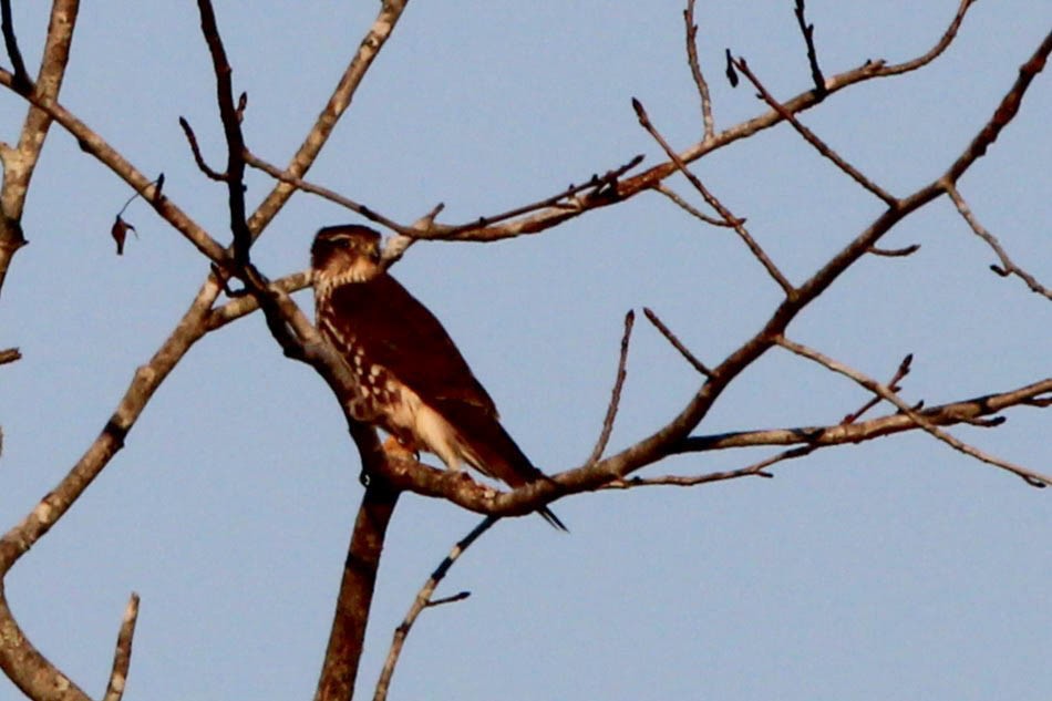 Smeriglio - ML645326908